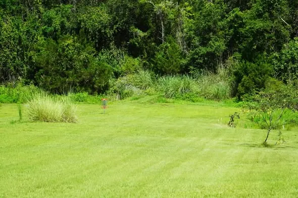 Freshly mowed striped lawn