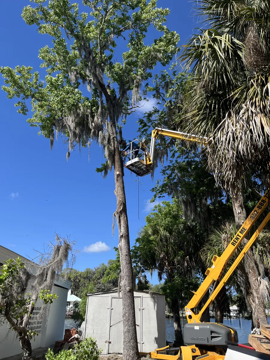 Crew removing a tall tree from a boom lift