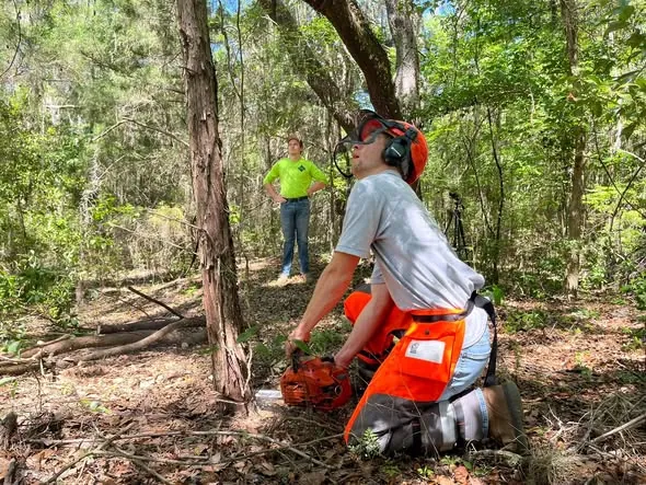 Chainsaw tree work in a wooded property